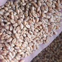 بذر گندم اوکیلد|گل و گیاه طبیعی|نمین, |دیوار