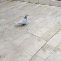 یه جفت کفتر مقبول