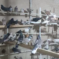 کفتر پرشی حسابی و دوکت|پرنده|میلاجرد, |دیوار