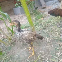 جوجه