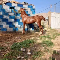 فروش ۲ راس کره همه چیز تمام