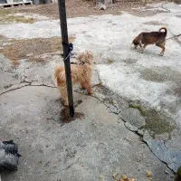 فروش سگ پاکوتاه دارای شماسنامه