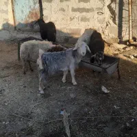 چپش جفتی 8200|حیوانات مزرعه|آبدانان, |دیوار