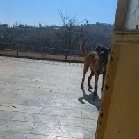 توله سگ سرابی