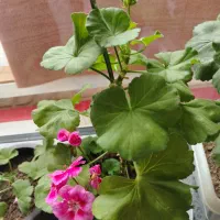 چند عدد شعمدانی زیبا باگلهای صورتی قرمز