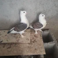 کبوتر ساتن موشی