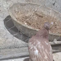 کفتر سینه پلاکی|پرنده|زرقان, |دیوار