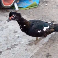 اردک نر اسرائیلی