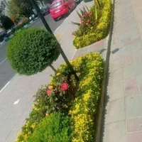 خدمات باغبانی درتمام نقاط تهران|خدمات باغبانی و درختکاری|تهران, جردن|دیوار