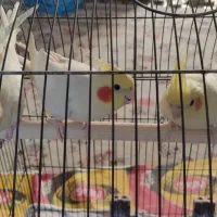 عروس هلندی نر