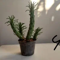 گل های خواستنی|گل و گیاه طبیعی|اسفراین, |دیوار