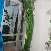 گل فروشیی|گل و گیاه طبیعی|خوی, |دیوار
