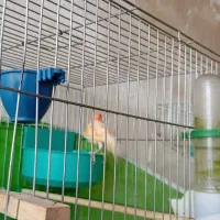 موزاییکی فوق نر|پرنده|تبریز, |دیوار