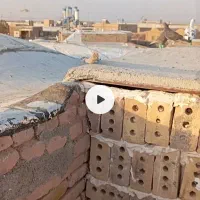 کفتر آلمانی نر