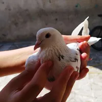 یک عدد کفتر نر