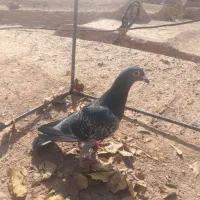 نر اردن خالص|پرنده|درمیان, |دیوار