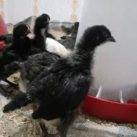 جوجه بلک استار