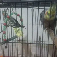 ۱جفت عروس هلندی نر وماده در باغمیشه