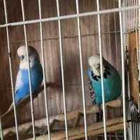 مرغ عشق انگلیسی|پرنده|بندر انزلی, پیل علی باغ|دیوار