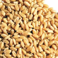 بذر گندم بوجاری شده