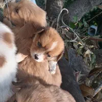 فروش سگ پاکوتاه