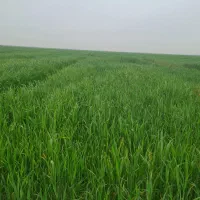 زمین کشاورزی هویزه|فروش زمین و ملک کلنگی|سوسنگرد, |دیوار