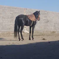 اسب|اسب و تجهیزات اسب‌سواری|رضویه, |دیوار