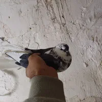 سوسکی ماده دم سفید