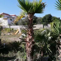 پالم واشینگتن