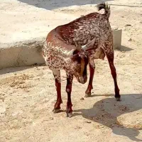 حامله و کوچک|حیوانات مزرعه|سمنان, |دیوار