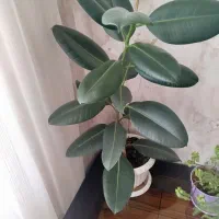 گل آپارتمانی