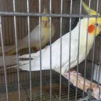 عروس هلندی و مرغ عشق انگلیسی