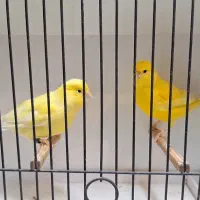 فروش تعدادی قناری رنگی|پرنده|فردیس, نسترن شرقی|دیوار