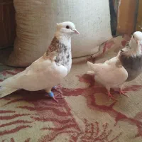 پرنده|پرنده|اهواز, دغاغله|دیوار