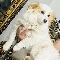 واگذاری گلدن نر و پامرانین روباهی ماده تربیت شده