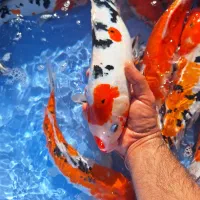 جشنواره بی نظیر ماهی کوی نژاددار ژاپنی|ماهی|تهران, شهرک خرازی|دیوار