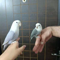 یک جفت کوتوله نروماده دستی و صحبتی