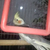 عروس هلندی|پرنده|خرمآباد, |دیوار