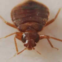 سمپاشی ساس و موریانه