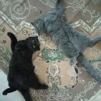 گربه اسکاتیش