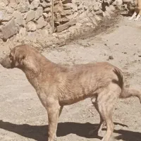 سگ دو رگه