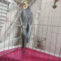 عروس هلندی سخنگو|پرنده|برخوار, |دیوار