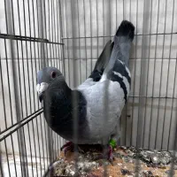 کبوتر پلاکی|پرنده|قم, چهار مردان|دیوار