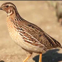 فروش بلدرچین