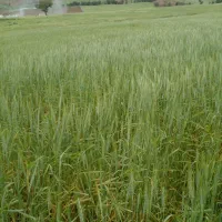 آلف ( علف)گیاه زوی جوان