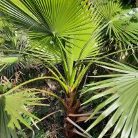 پالم واشنگتون و درخت کاج لاوسون