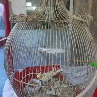 عروس هلندی لوتینو