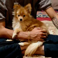 پامر روباهی