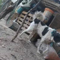 سگ قدرجونی|سگ|بوئین و میاندشت, |دیوار