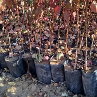 مرکز فروش و پخش نهال پسته پاکتی